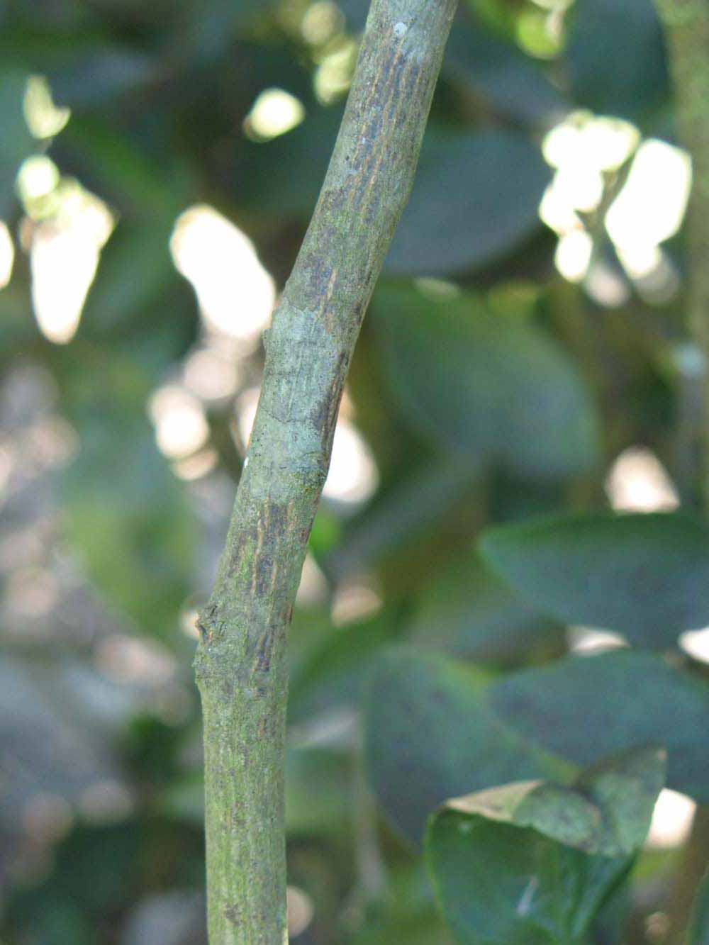              Second - third year twig (Winter Haven, FL)       